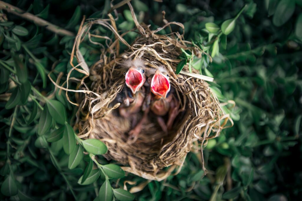ToF Fotobehang vogels twee jonkies in nest met opengesperde snavels