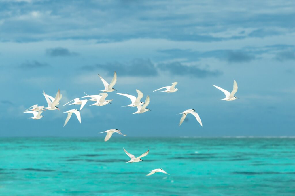 ToF Fotobehang vogels witte grote sterns vliegend boven water