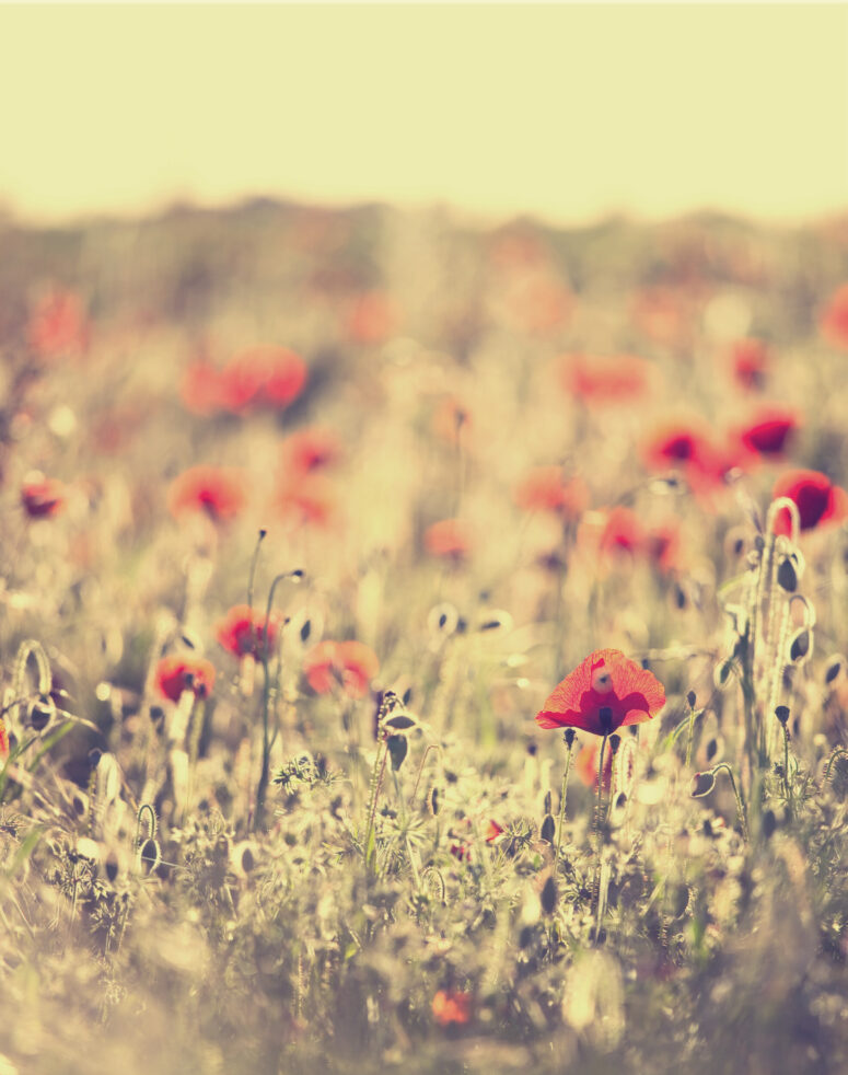ToF Fotobehang bloem wild in veld met focus op de bloem
