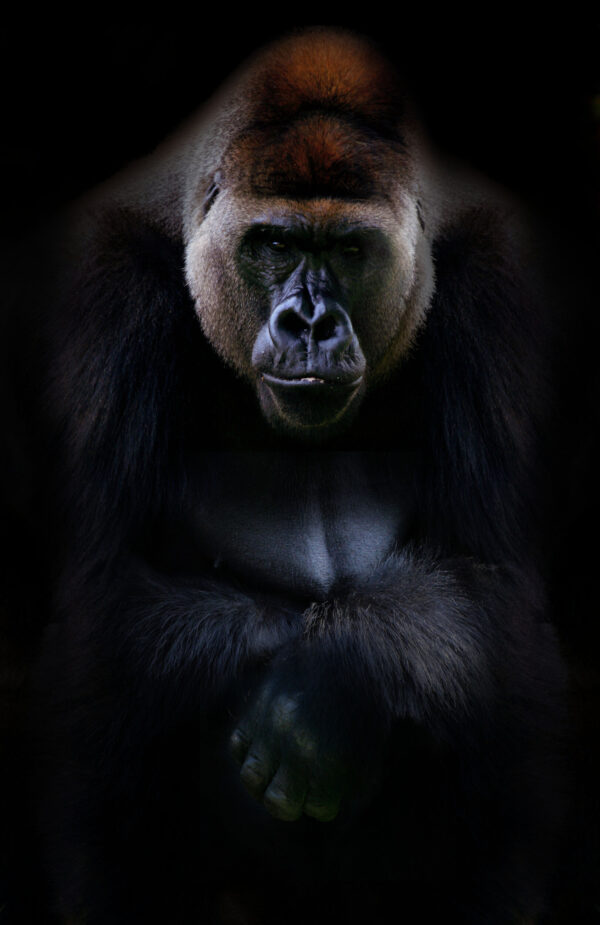 ToF Fotobehang wilde dieren zittende gorilla in zwart