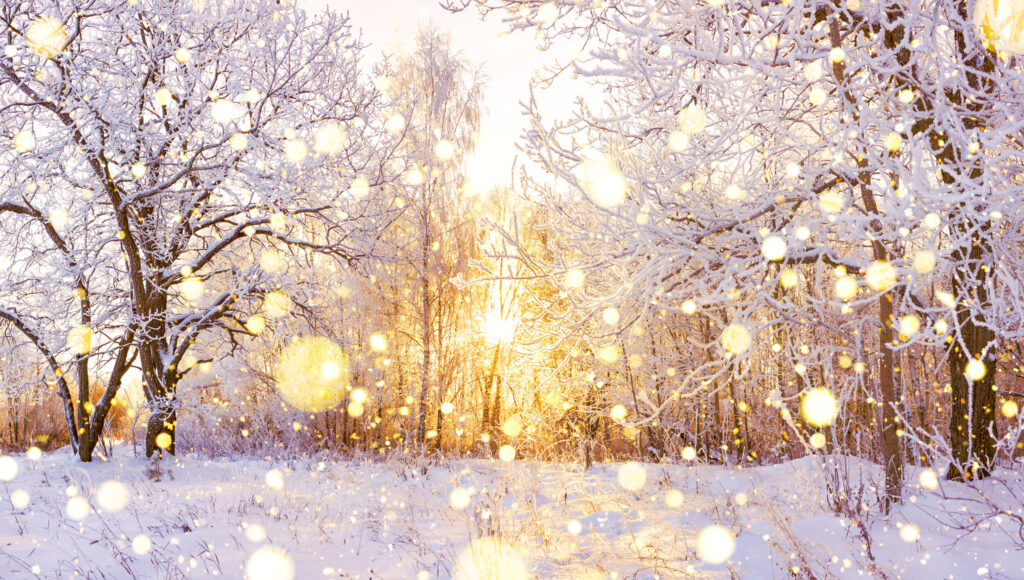 ToF Fotobehang winter sneeuw bomen met zon