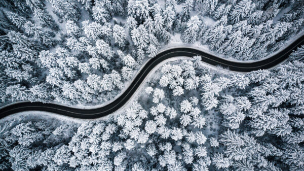ToF Fotobehang winter weg door sneeuwbos