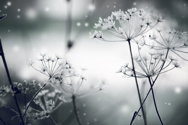 ToF Fotobehang winter sneeuw op gedroogde bloem