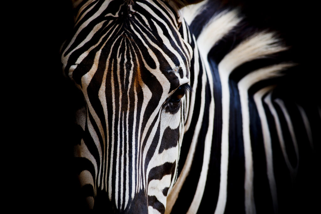 ToF Fotobehang dier Burchell zebra