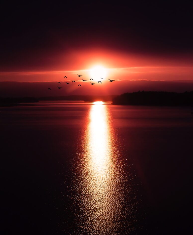 ToF Fotobehang zonsondergang met vogels
