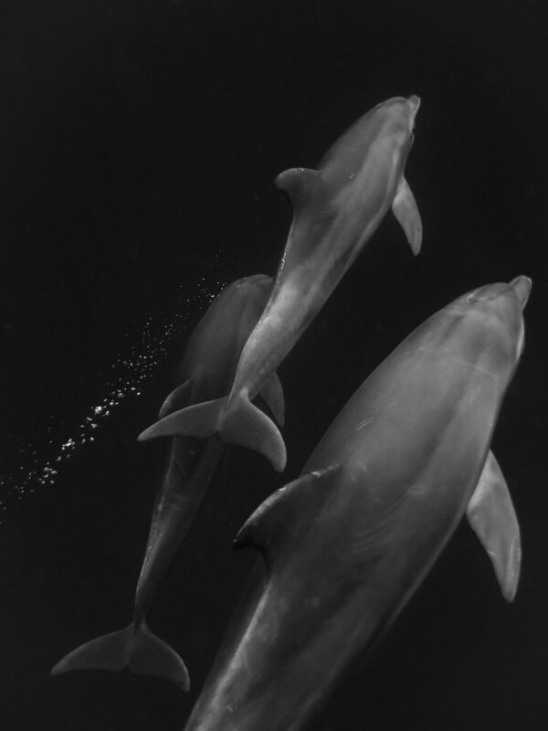 ToF Fotobehang zwart-wit drie zwemmende dolfijnen