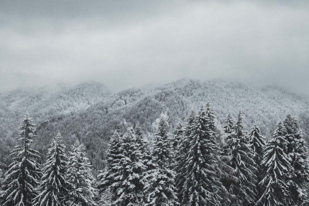 ToF Behang zwart-wit bos met besneeuwde pijnbomen in Roemenië