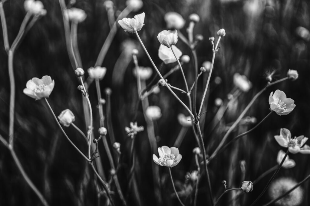 ToF Fotobehang zwart-wit bloemen