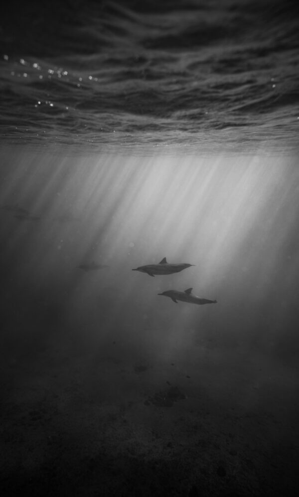 ToF Behang zwart-wit dolfijnen onderwater zwemmend op zonnige dag