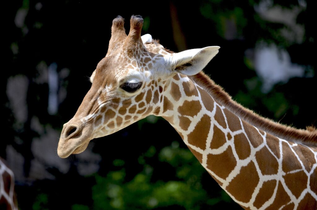 ToF Fotobehang giraffe close-up kop en nek