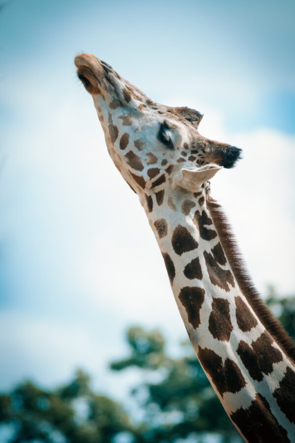 ToF Fotobehang giraf close-up met kop omhoog