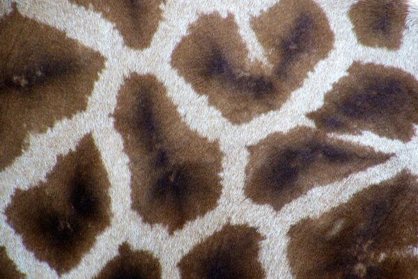 ToF Fotobehang giraffe-print close-up stuk huid
