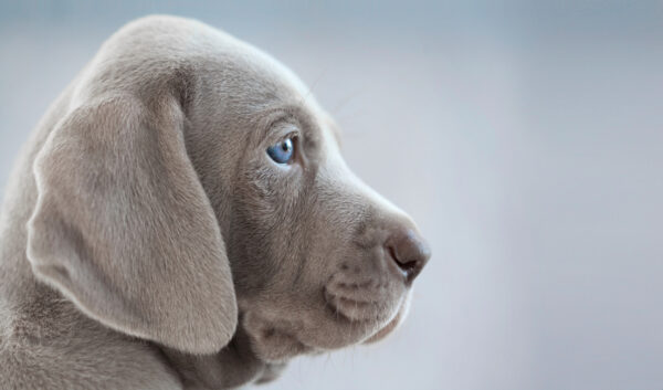 ToF Fotobehang honden close-up Weimaraner puppy