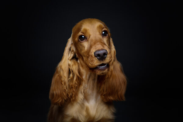 ToF Behang hond close-up Engelse cocker spaniël