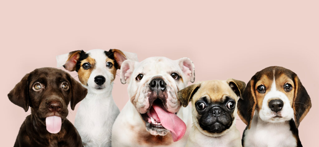ToF Fotobehang honden vijf puppy’s op een rij