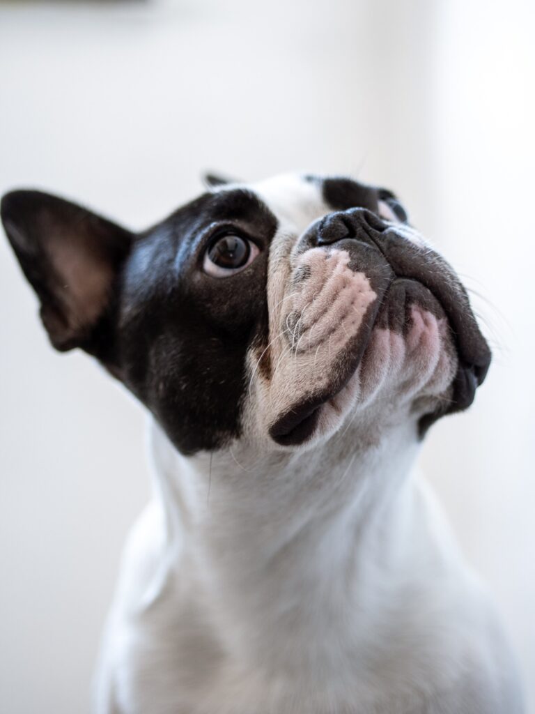 ToF Behang hond close-up zwart-witte Franse buldog