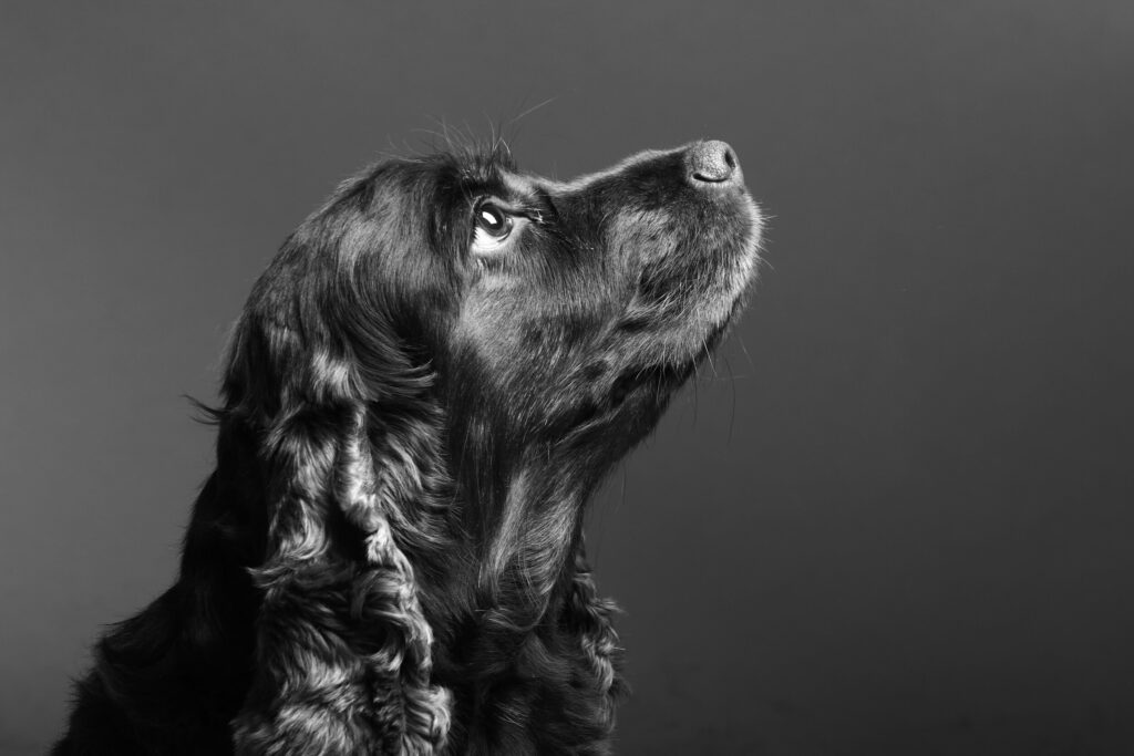 ToF Behang hond Engelse cocker spaniël in zwart-wit