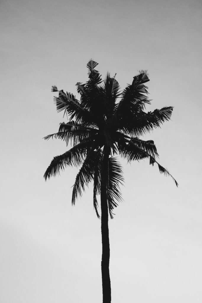 ToF Fotobehang zwart-wit palmboom