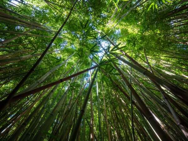 ToF Behang jungle bamboebomen
