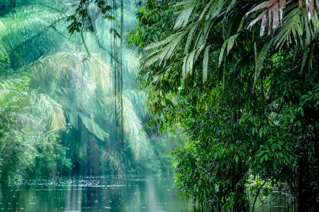 ToF Behang jungle met water- en lichtinval