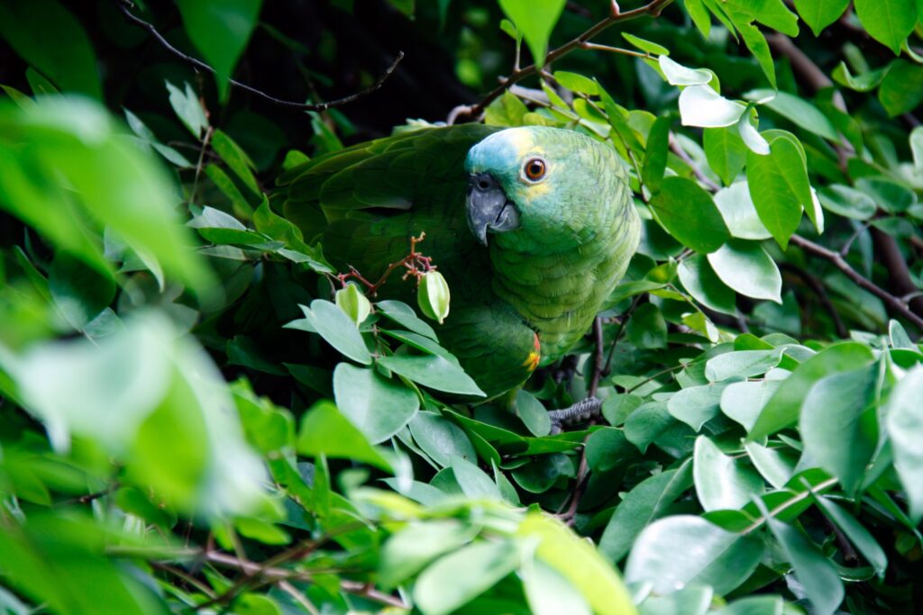 ToF Behang papegaai groen in bladeren