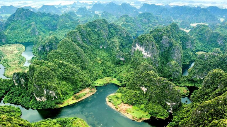 ToF Behang jungle vanaf bovenzijde