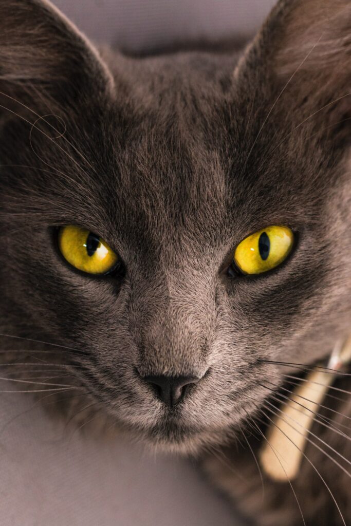 ToF Behang kat bombay zwart met gele ogen
