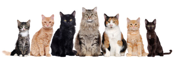 ToF Fotobehang kat verschillende rassen op een rij