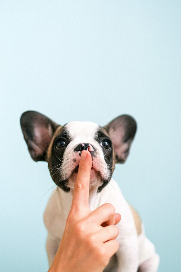 ToF Fotobehang hond met vinger voor zijn mond
