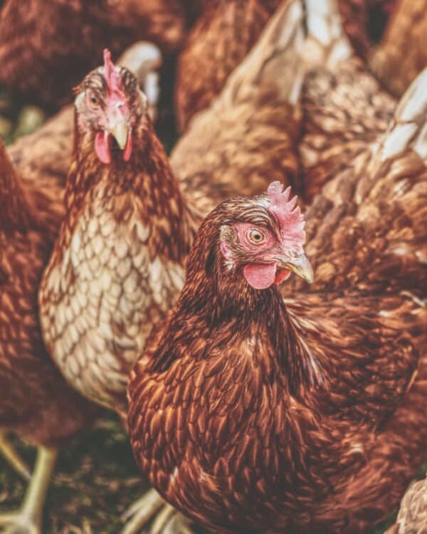 ToF Behang boerderijdieren meerdere kippen