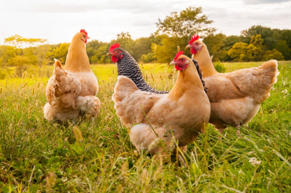 ToF Fotobehang vogels vier kippen in het gras