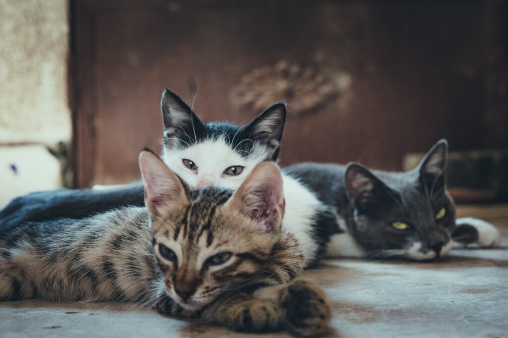 ToF Behang kat drie kittens liggend op vloer