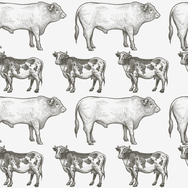 ToF Behang koe illustratie verschillende koeien zwart-wit