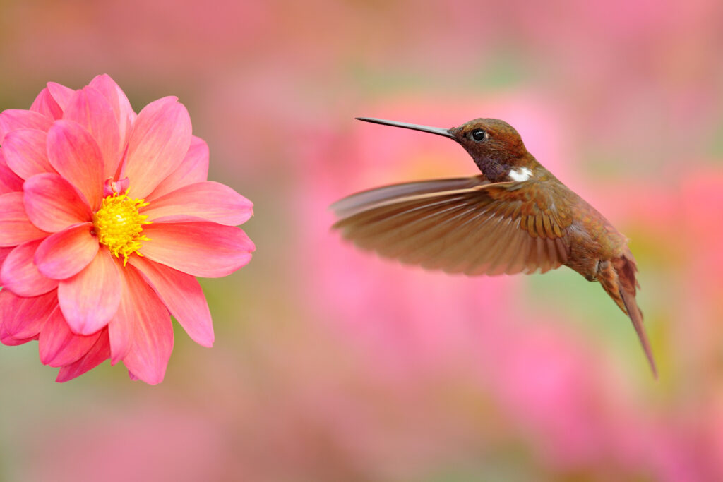 ToF Fotobehang vogels bruine kolibrie die naar bloem vliegt in rozetinten