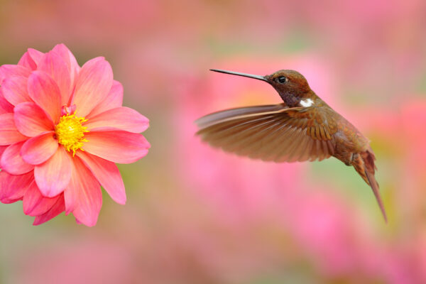ToF Fotobehang vogels bruine kolibrie die naar bloem vliegt in roze tinten