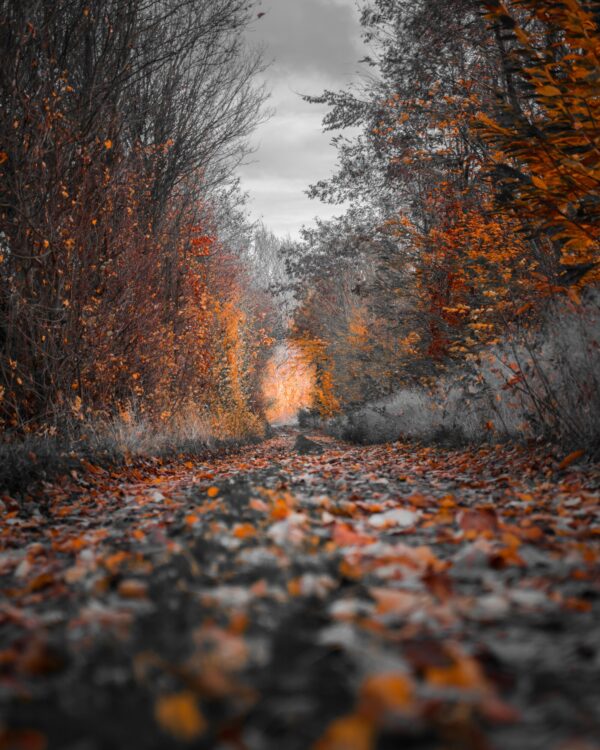 ToF Fotobehang herfst bos oranje bladeren
