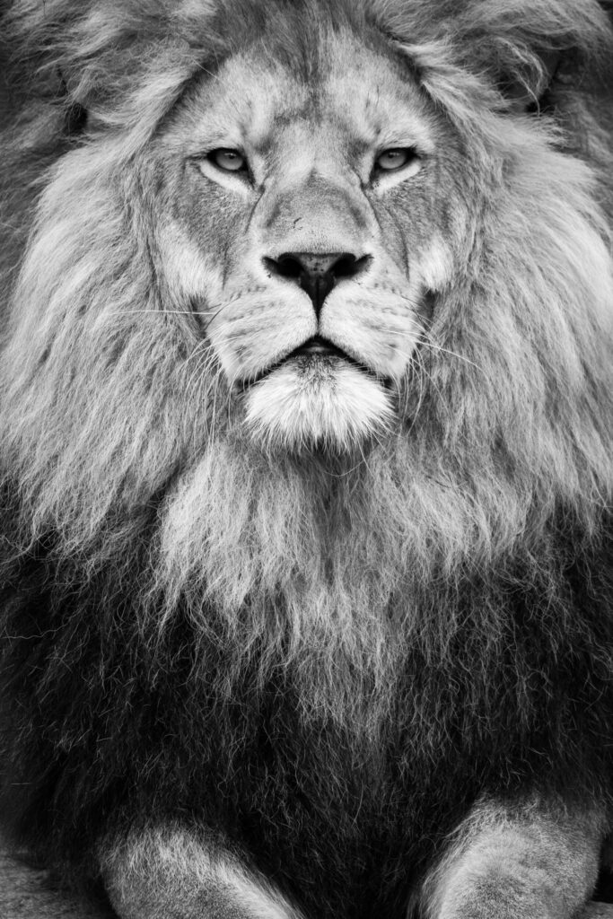 ToF Fotobehang leeuwen in zwart-wit