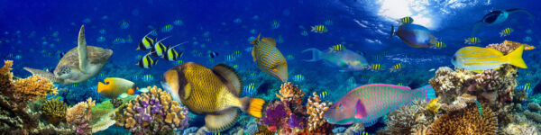 ToF Behang onder water dieren met koraal