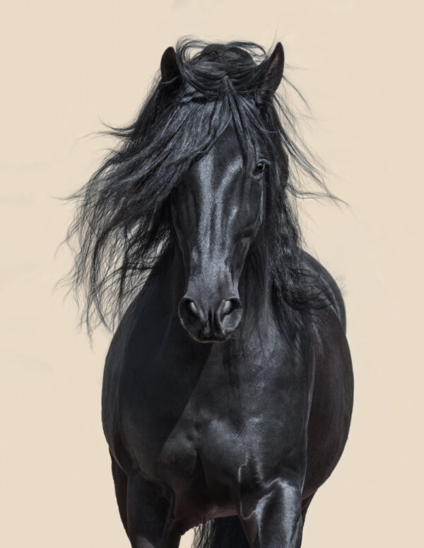 ToF Behang paarden zwart paard op beige achtergrond