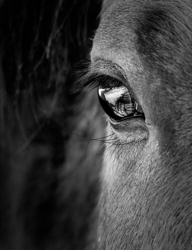 ToF Fotobehang paard, close-up van een oog in zwart-wit