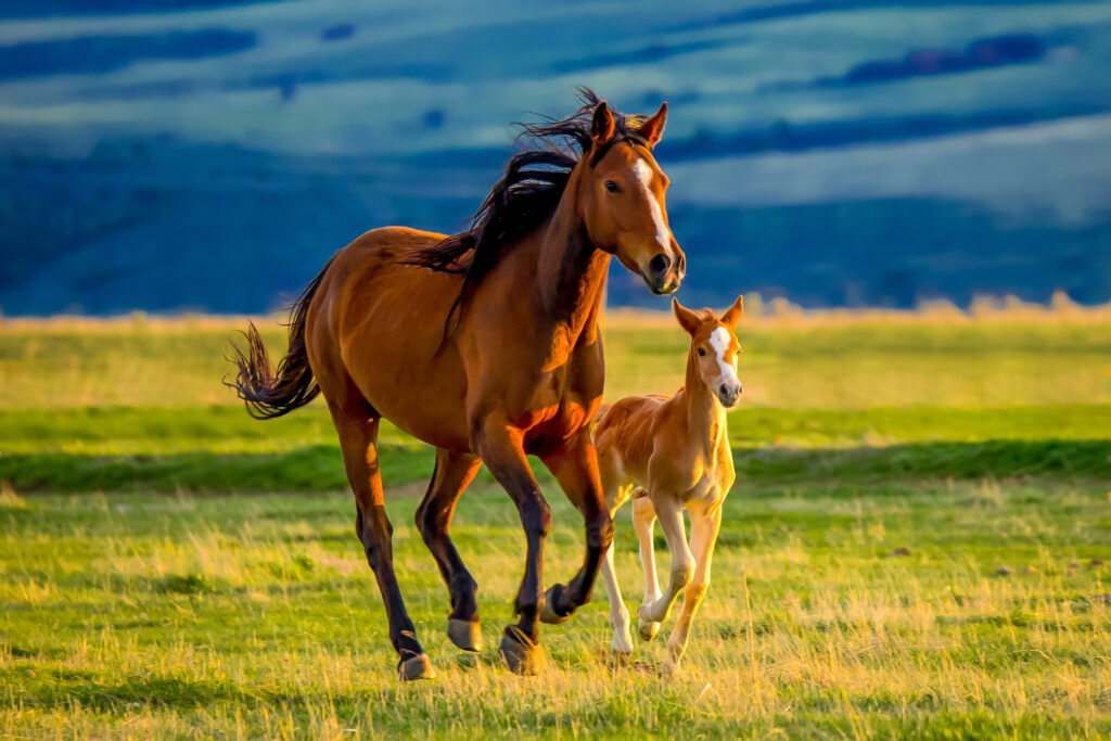 ToF Fotobehang paarden moeder met veulen rennend in het gras