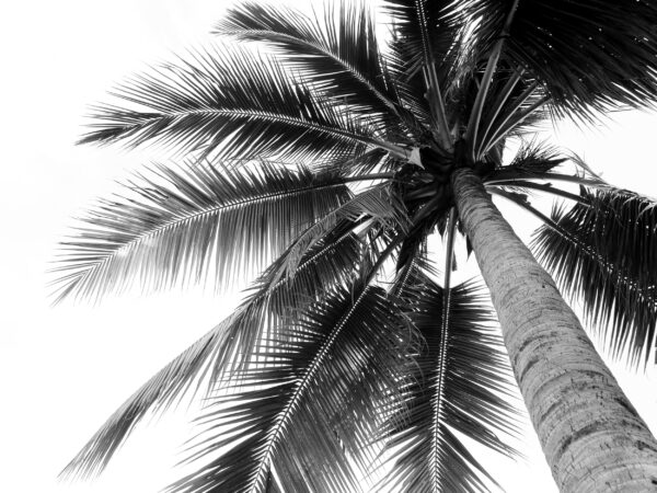 ToF Fotobehang palmboom close-up