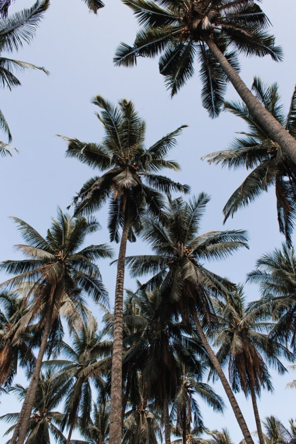 ToF Behang palmbomen onderaanzicht