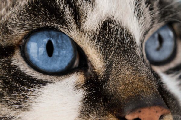 ToF Behang poes close-up van wit en bruin gevlekte kat met blauwe ogen