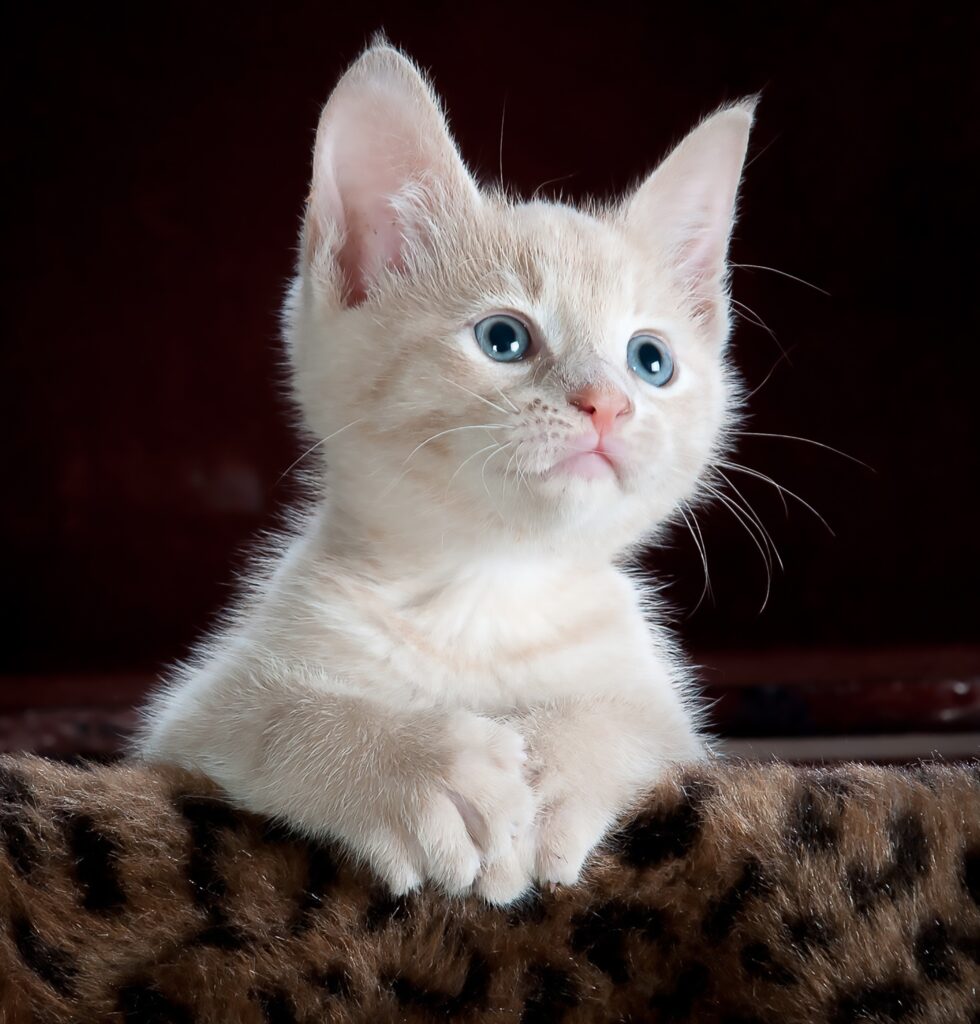ToF Behang kat wit-bruin gestreept kitten met blauwe ogen
