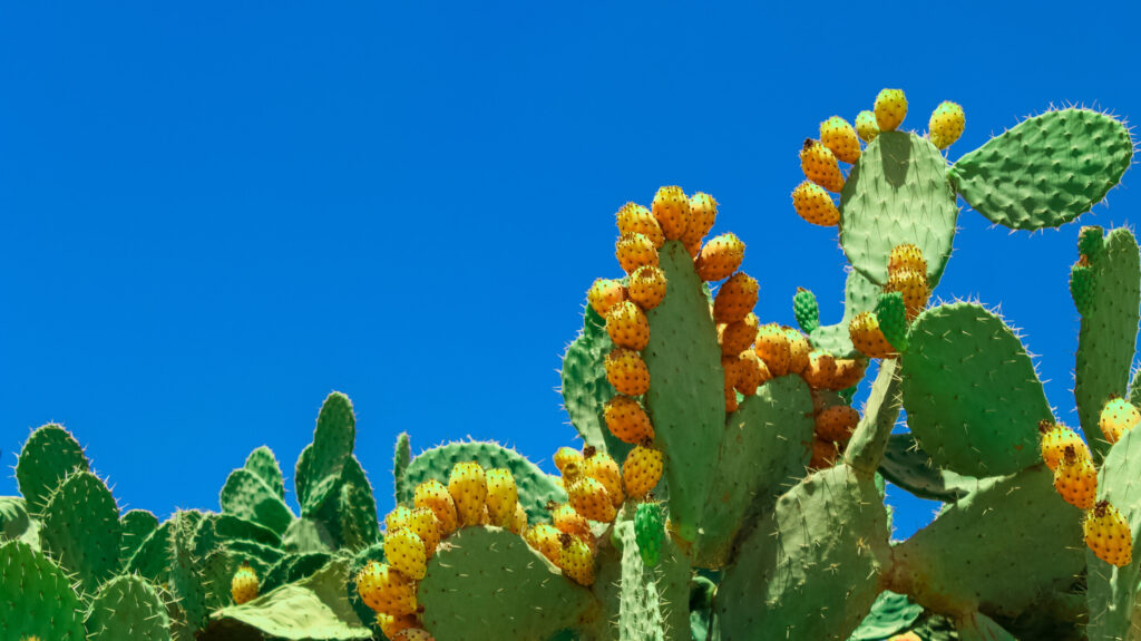 ToF Fotobehang cactus Opuntia-cactus