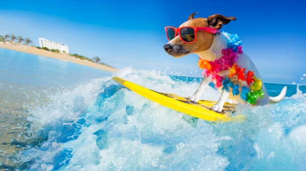 ToF Behang sport Jack Russell hond surft op een golf