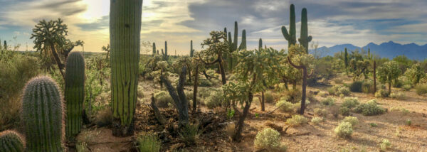 ToF Fotoehang bloemen Saguaros en Cholla cactus