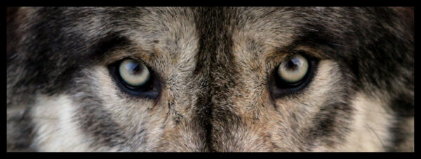 ToF Fotobehang dier close-up wolf