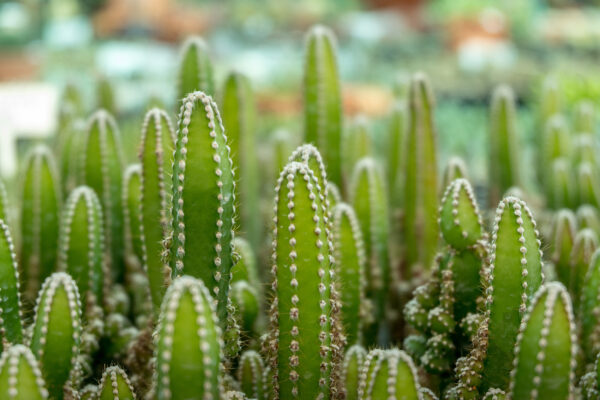 ToF Fotobehang bloemen close-up groep groene cactussen